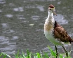 Pajaro2