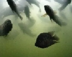 Peces1