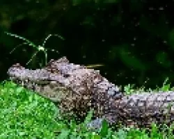 lagarto1