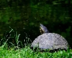 Tortuga1