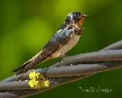 hirundo rustica3