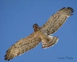 aguila culebrera