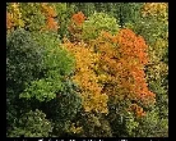 oto