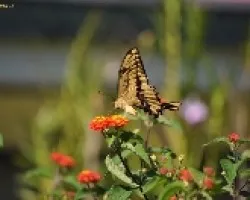 Mariposa 