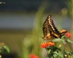 Mariposa 