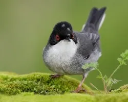 Curruca Cabecinegra Macho