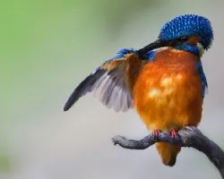 Limpio que es mi Paquito