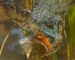 Martin Pescador haciendo lo que mejor sabe, pescar