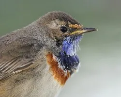 Se dejo fotografiar bien cerca II