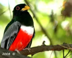 Elegant Trogon / 