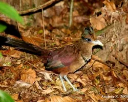 Rufous-vented Ground-Cuckoo / 
