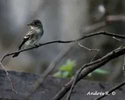 Eastern Wood-Pewee / 