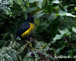 Black-and-yellow Silky-Flycatcher/