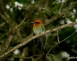 Broad-billed Motmot