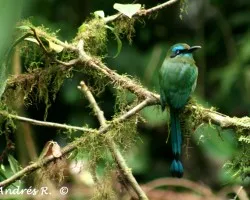 Broad-billed Motmot (IM)