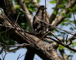 Rostrhamus sociabilis