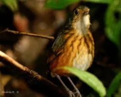 Thicket Antpitta (Hylopezus dives)
