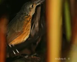 Thicket Antpitta (Hylopezus dives)