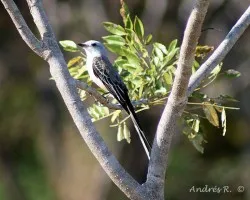 Tyrannus forficatus