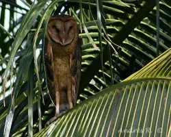 Tyto alba