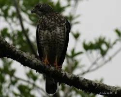 Hawk