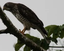 Hawk