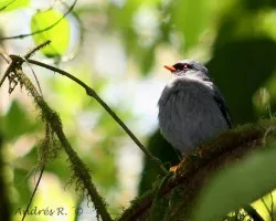 Black-faced Solitaire