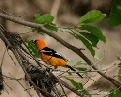 Icterus pectoralis