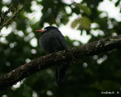 White-fronted Nunbird (Monasa morphoeus)