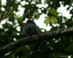 White-fronted Nunbird (Monasa morphoeus)