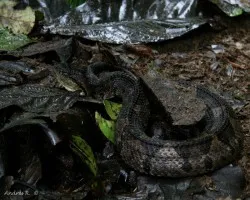 Jumping Pit Viper (Atropoides nummifer)