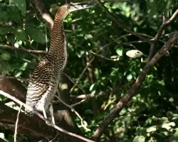 Tigrisoma mexicanum