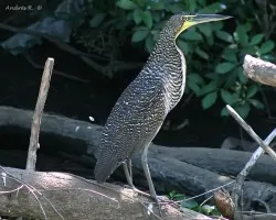 Tigrisoma mexicanum