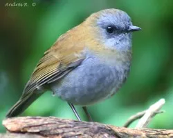 Black-billed Nightingale-Thrush (Catharus gracilirostris)