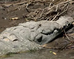American crocodile (Crocodylus acutus)