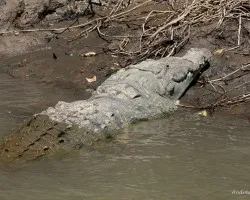 American crocodile (Crocodylus acutus)