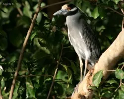 Yellow-crowned Night-Heron (Nyctanassa violacea)