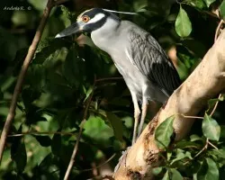 Yellow-crowned Night-Heron (Nyctanassa violacea)