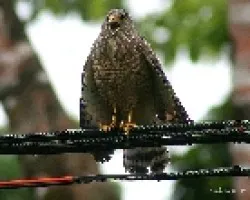 Buteo magnirostris