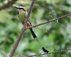 Turquoise-browed Motmot (Eumomota superciliosa)