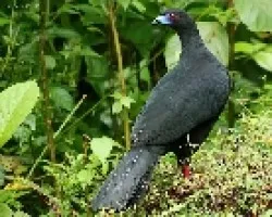 Black Guan (Chamaepetes unicolor)