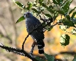 Gray Hawk (Buteo nitidus)