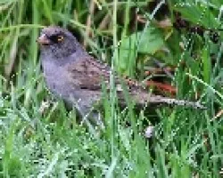 Volcano Junco (Junco vulcani)