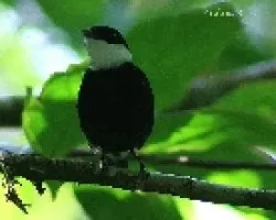 Corapipo altera