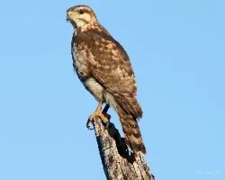 Hawk 1