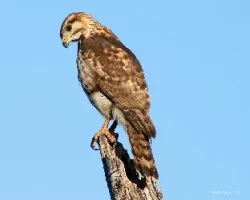 Hawk 2