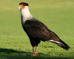 Crested Caracara (Caracara cheriway)