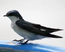 Mangrove Swallow (Tachycineta albilinea)