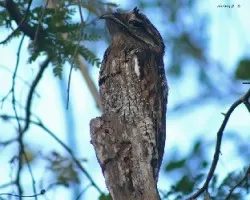 Potoo