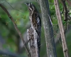 Northern Potoo (Nyctibius jamaicensis)